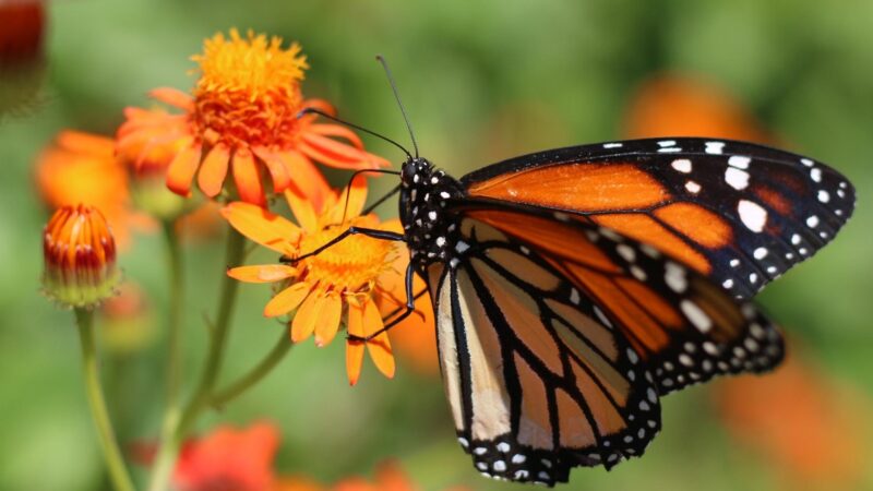 Butterflies Taste With Their Feet