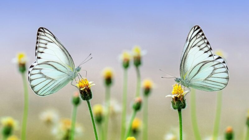 Butterfly Wings Are Transparent