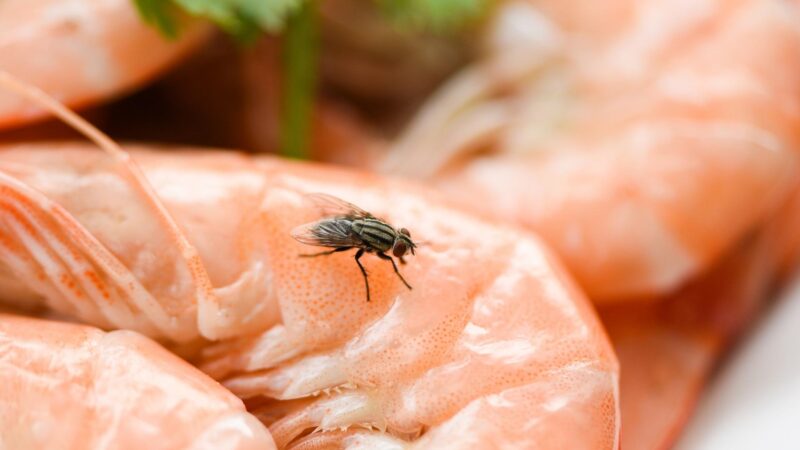 Do Flies Poop on Your Food