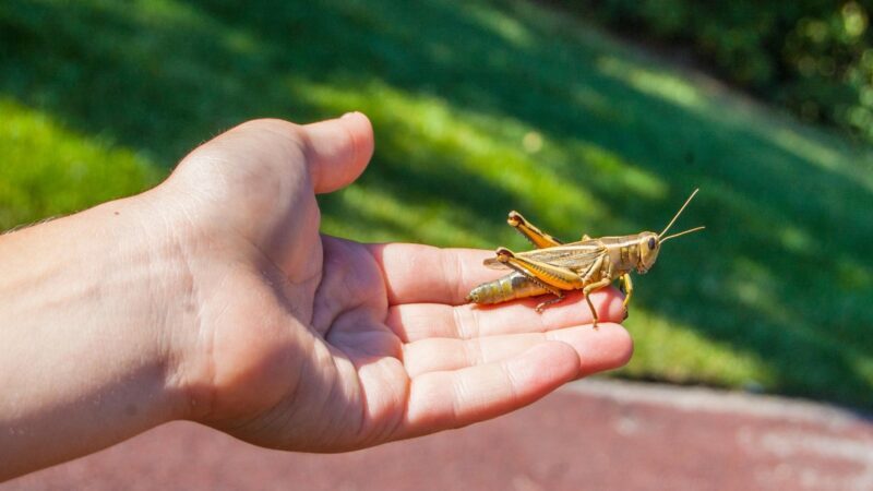 Do Grasshoppers Bite Humans