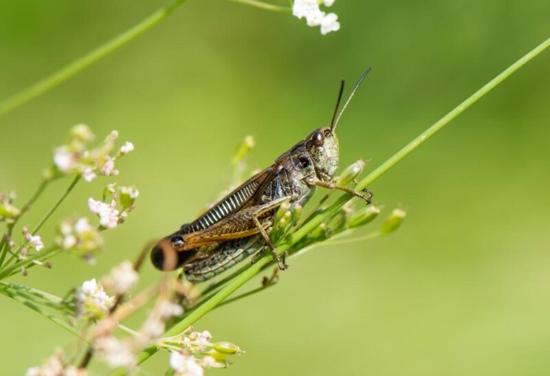 Do Grasshoppers Bite