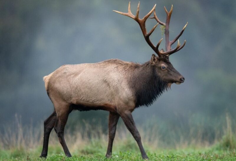 Elk Population by State All You Need to Know! EXOtella