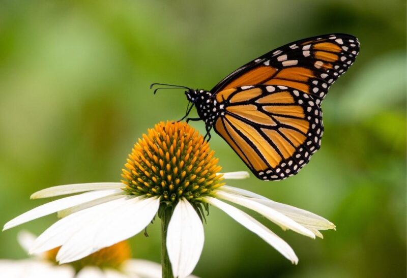 Fascinating Facts about Butterflies