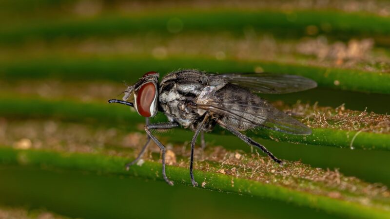 How Dirty Is a Fly
