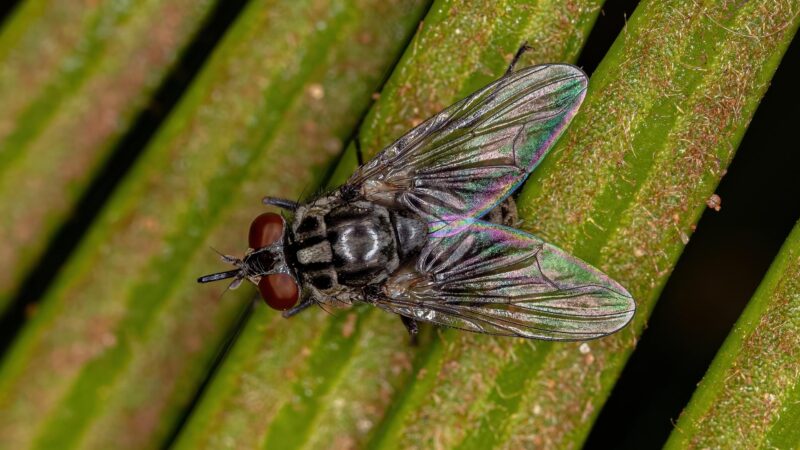 How Long Can a House Fly Go Without Food or Water