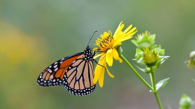Monarch Butterflies Migrate