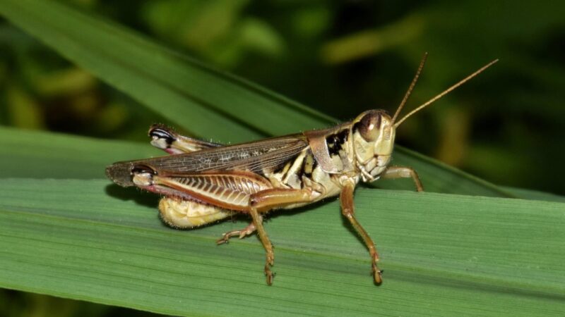 What Do Grasshoppers Look Like