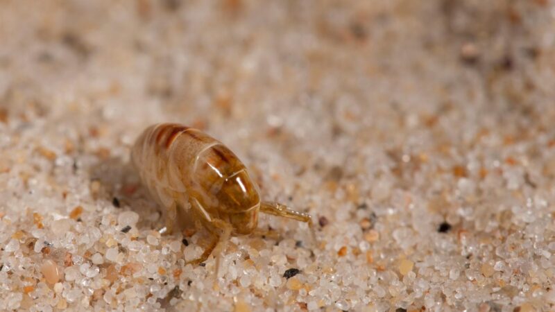 What Is a Sand Flea