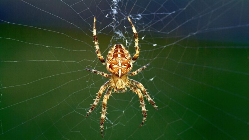 What Is a Spider Classified As