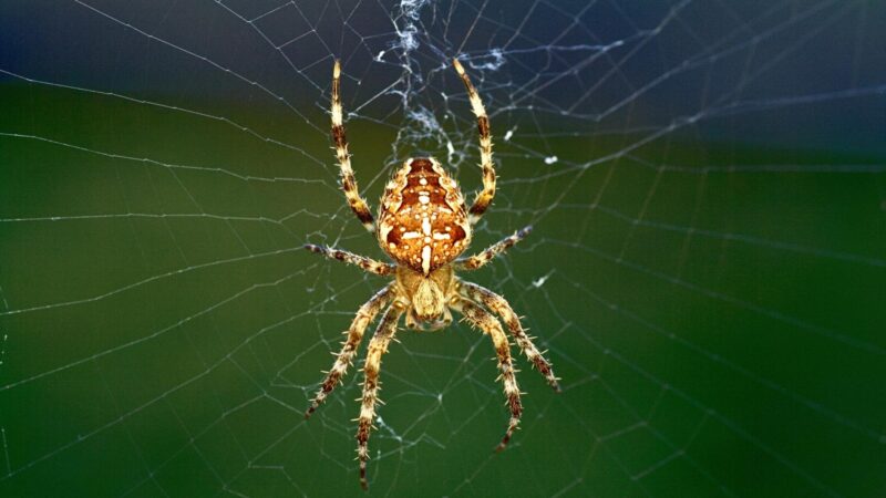 Are Spiders Bugs? | All You Need to Know! - EXOtella