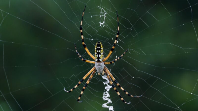 What Is the Most Poisonous Spider in the World