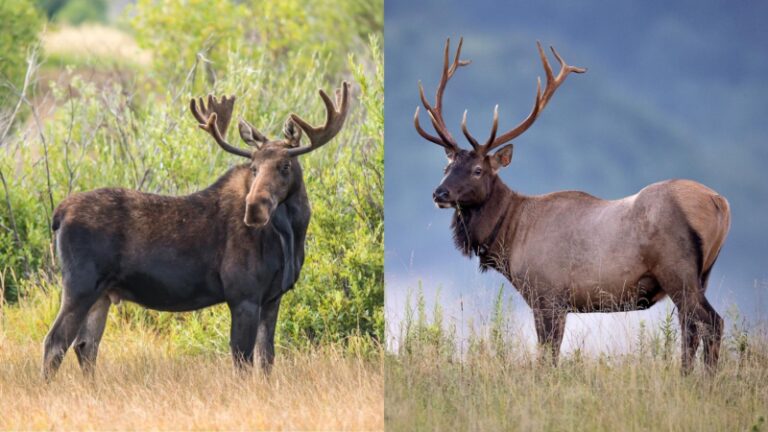 Elk Population by State | All You Need to Know! - EXOtella