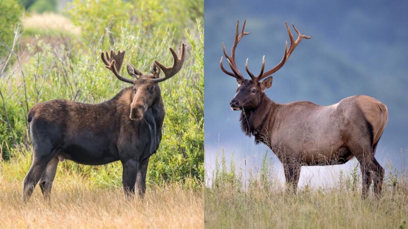 What is the Difference Between Moose and Elk