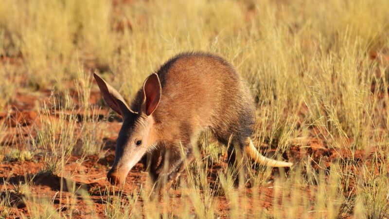 Aardvark