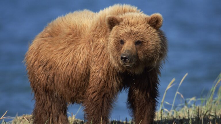 Exotella Grizzly Bear vs. Kodiak Bear vs. Brown Bear | What’s the Difference ...