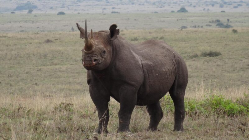 Black Rhinoceros