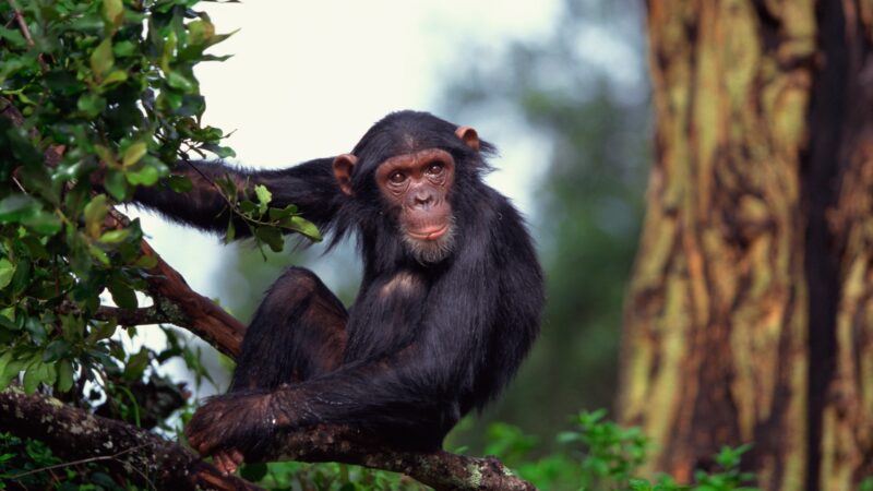 Chimpanzees