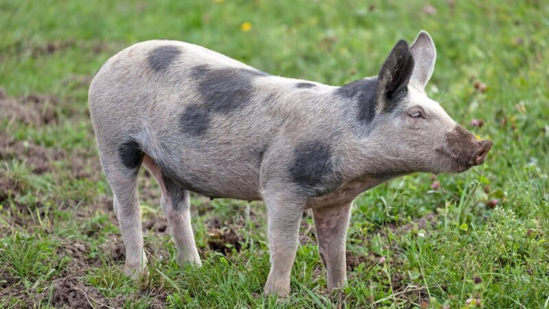 Domestic Pig