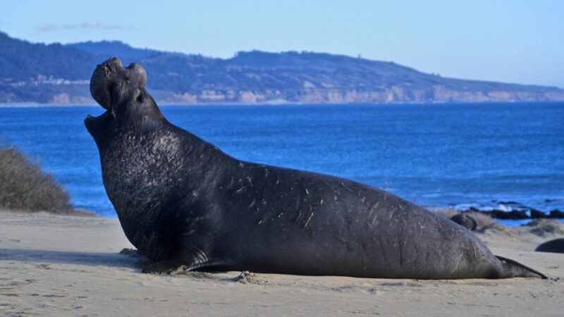 Elephant Seal