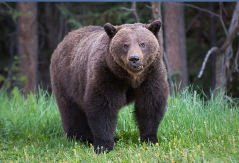 Grizzly Bear vs. Kodiak Bear vs. Brown Bear | What’s the Difference ...