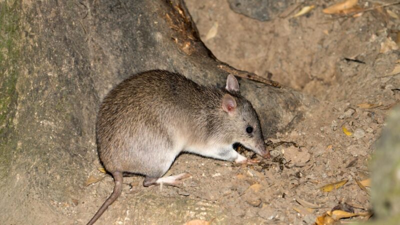 Long-Nosed Bandicoot