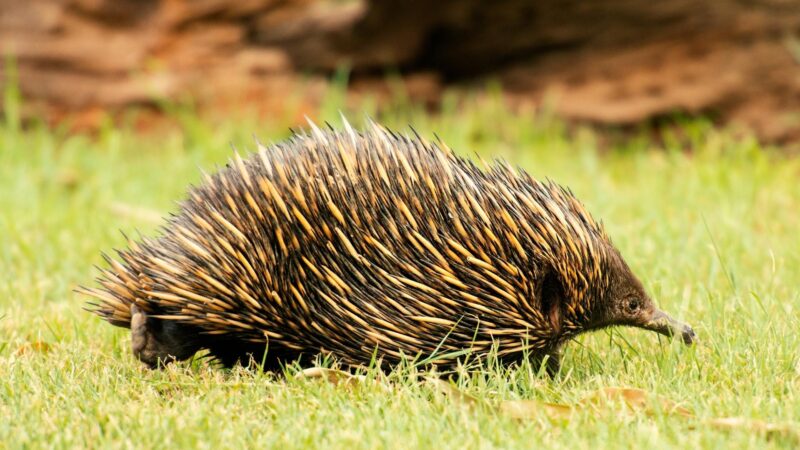 Long-beaked Echidna