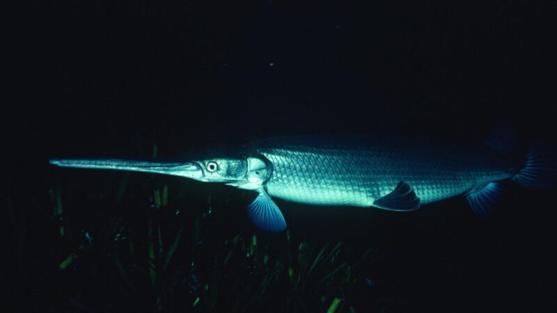 Longnose Gar