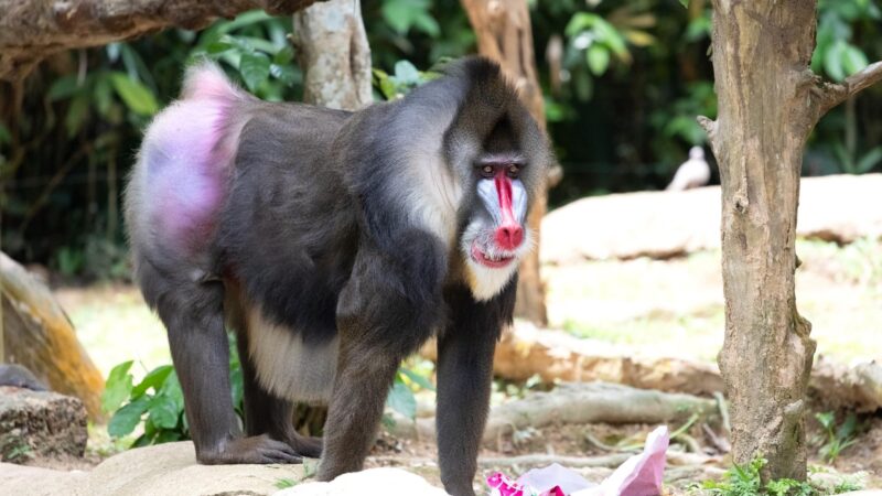 Mandrill