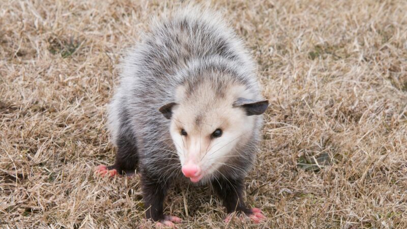 Opossums