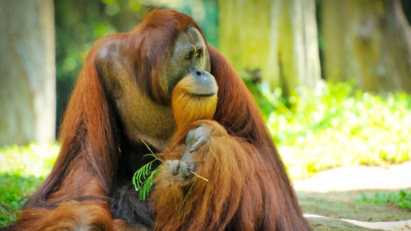 Orangutans