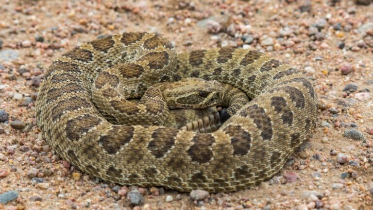 14 Rattlesnakes in Arizona | Check for Photos! - EXOtella