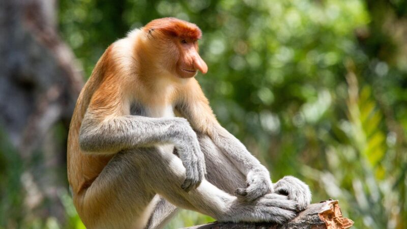 Proboscis Monkey