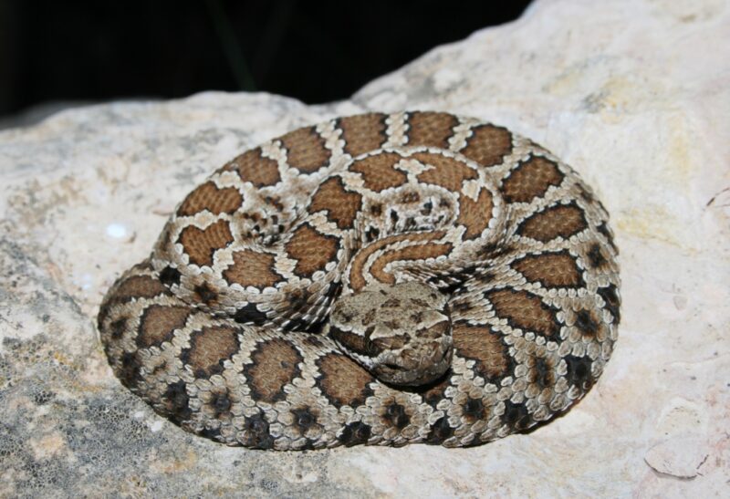 Rattlesnakes in Arizona