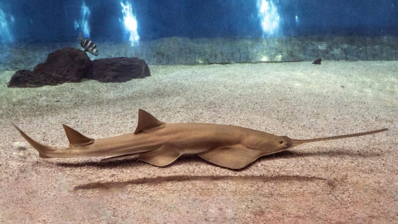 Sawfish