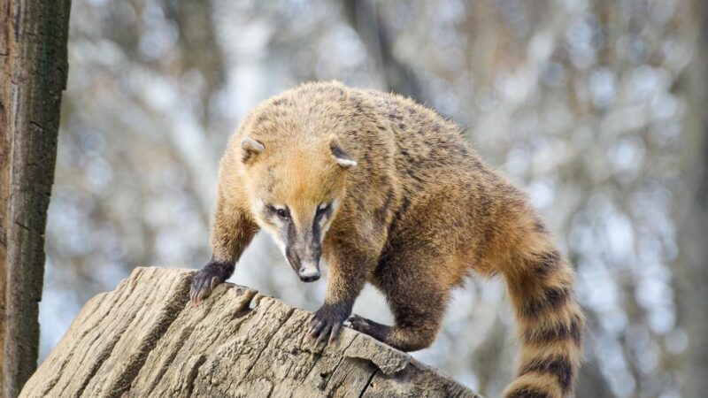 South American Coati