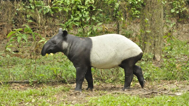 Tapir