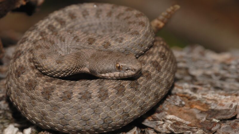 Twin-Spotted Rattlesnake