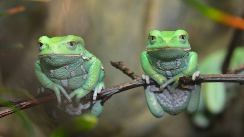 Waxy Leaf Tree Frogs