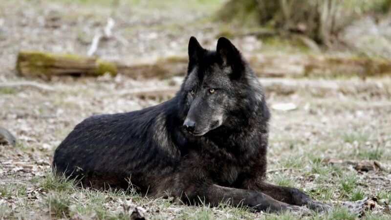 Black wolf