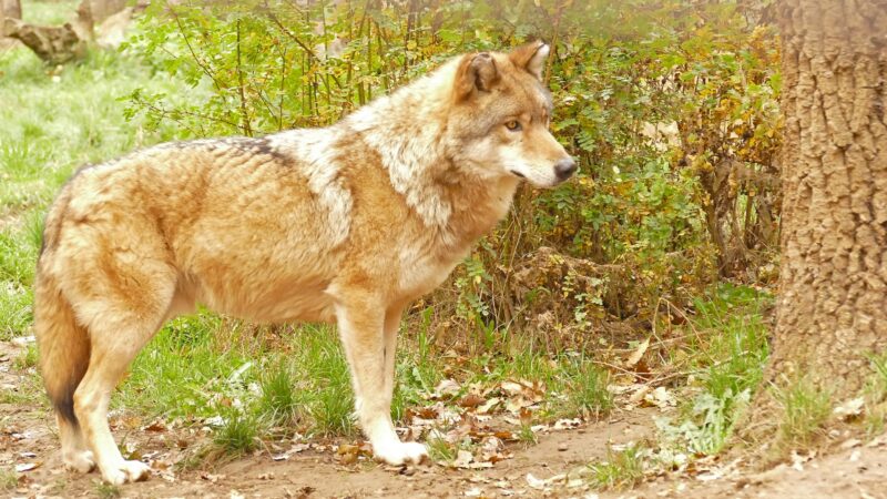 What Colors Can Wolves Be? | 5 Wolf Colors - EXOtella