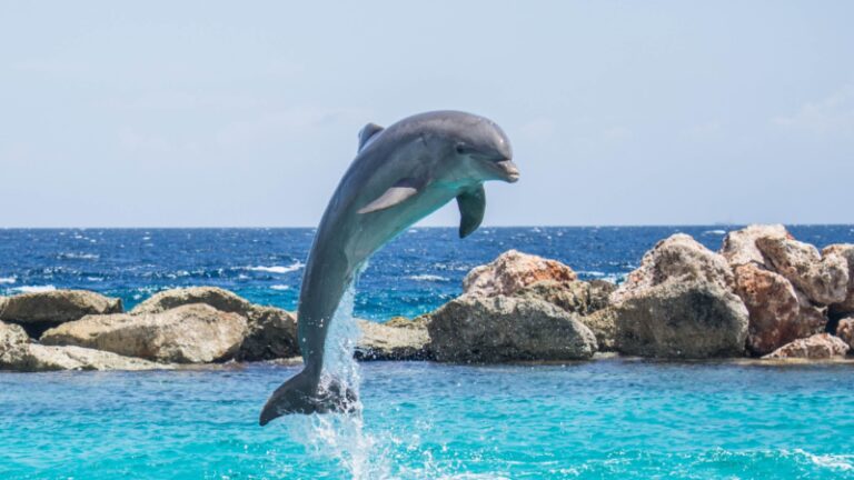 Exotella Dolphin-tastic Names | A Guide to the Cutest and Most Famous Dolphin ...
