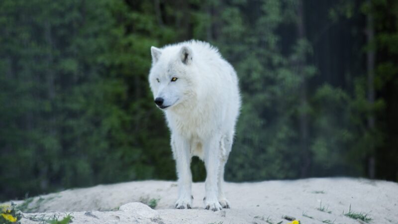 White wolf