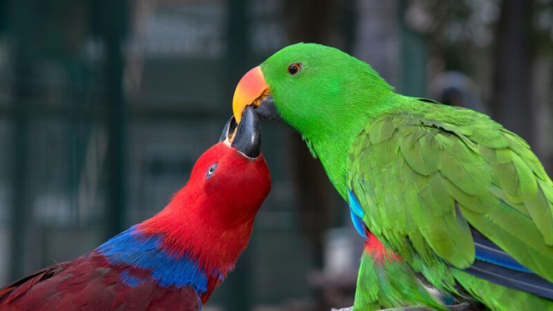 Are Amazon Parrots Good Pets