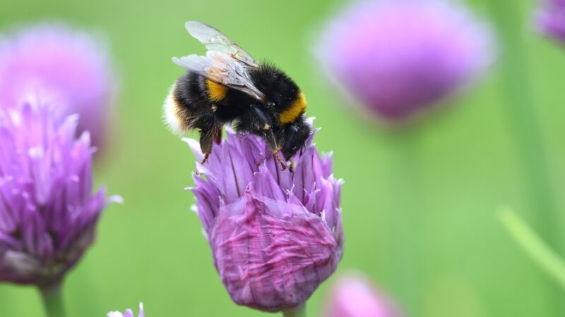 Are Bumblebees Aggressive