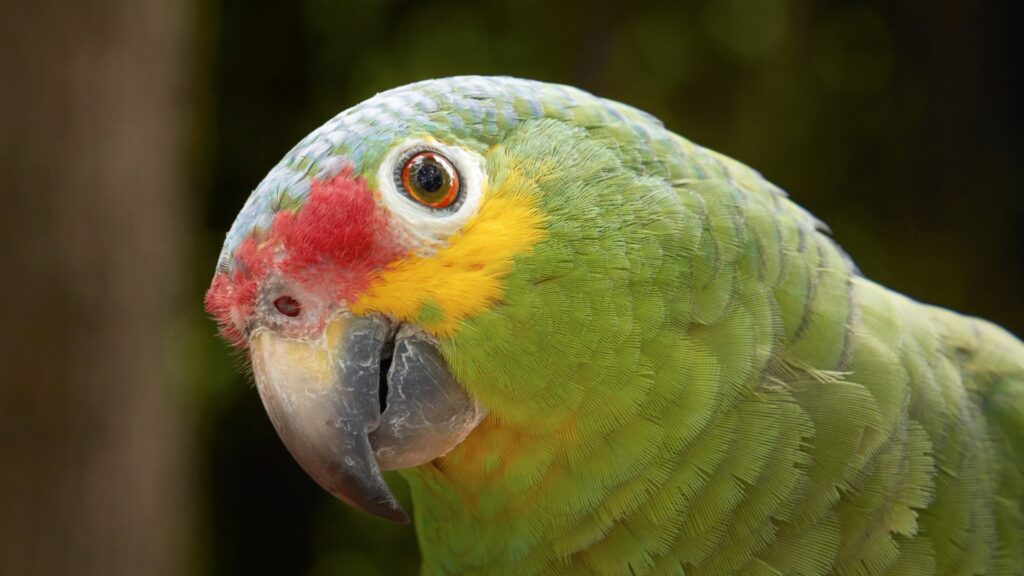 Green-Cheeked Amazon Parrots  