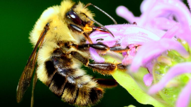 What Purpose Do Bumble Bees Serve? | Information and Facts - EXOtella