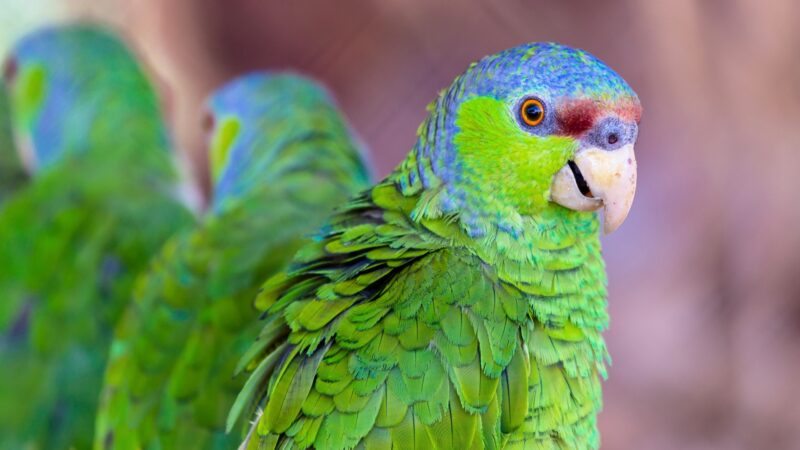 Lilac-Crowned Amazon Parrot