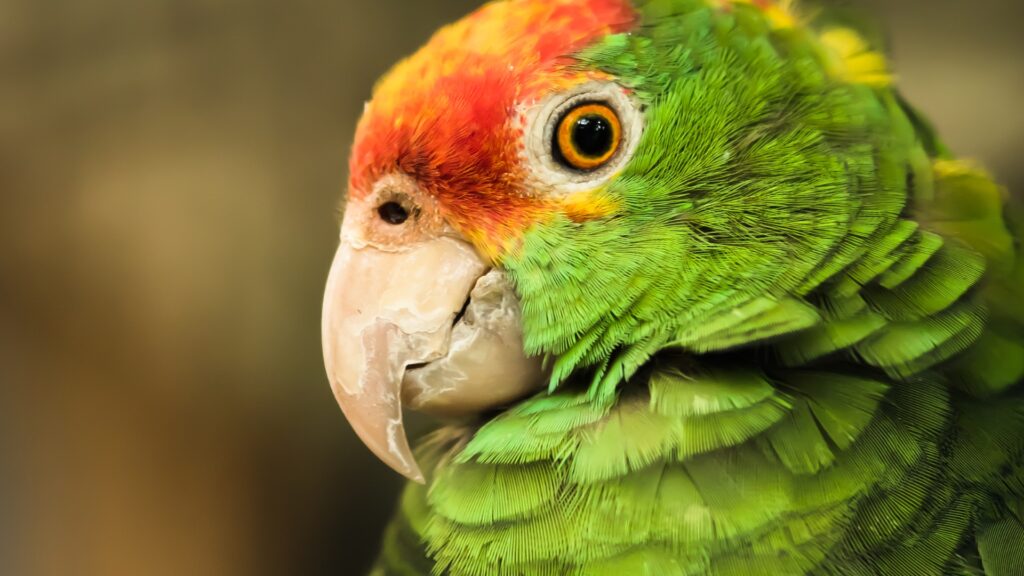 Where Can I Buy an Amazon Parrot