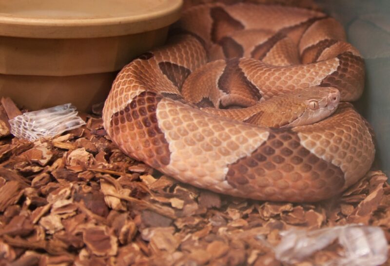 9 Snakes That Look Like Copperheads