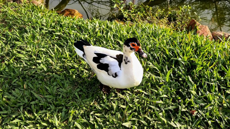 Adorable and Cute Duck Names